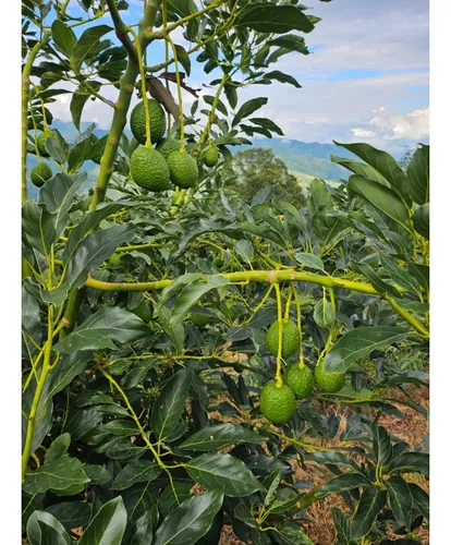 Se Vende Finca En Produccion Aguacate Hass Pijao Quindio