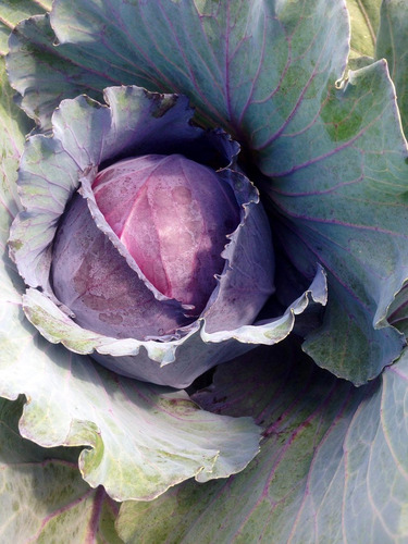 Imagen 3 de 4 de Semillas Repollo Morado X Sobre A Toda Huerta