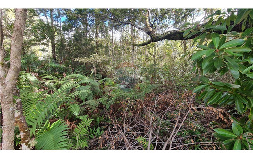 Parcela Con Bosque Nativo En Puerto Varas