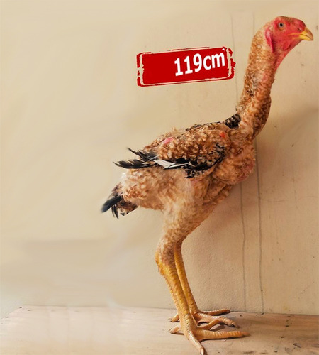 Ovos Índio Gigante - Reprodutor 119 Cm & Matrizes 101 Cm