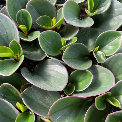  Peperomia Obtusifolia Planta Interior