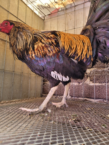 Gallos Muy Finos
