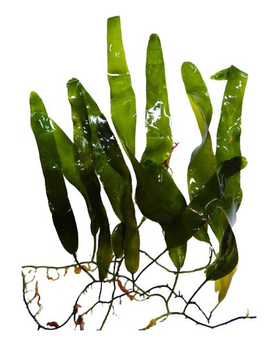 Macroalga Caulerpa Prolifera Oreja De Liebre Reduce Fosfatos
