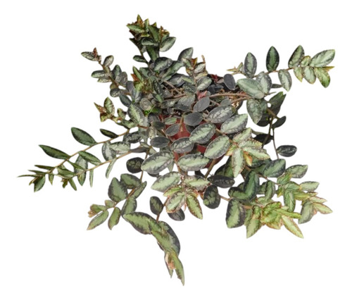 Pellionia Daveauana Begonia Rastrera