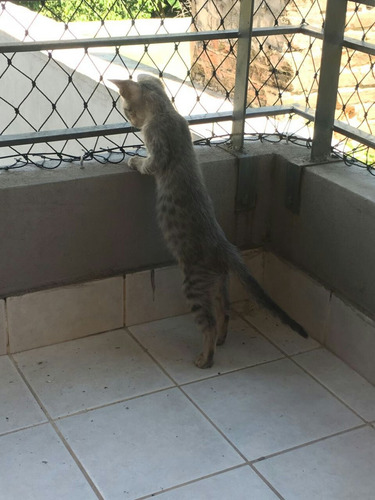 Imagen 2 de 5 de Redes Para Mascotas Felices