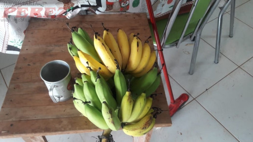 Chácaras_sítios_fazendas Para Venda - 13650.7749