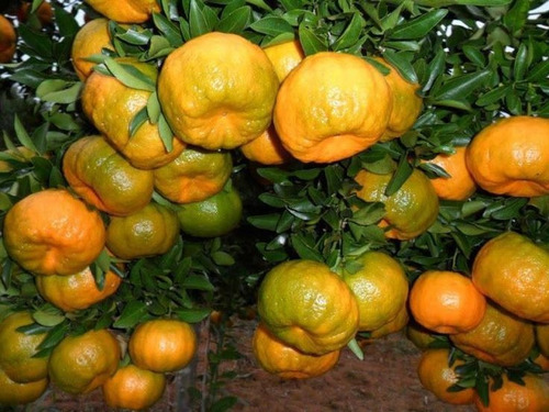 Frutíferas ( 6 Mudas ) 