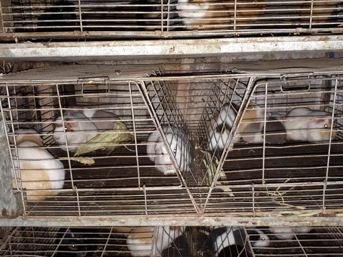 Periquitos Australianos, Cocatil , Agapornis Y Cuyes