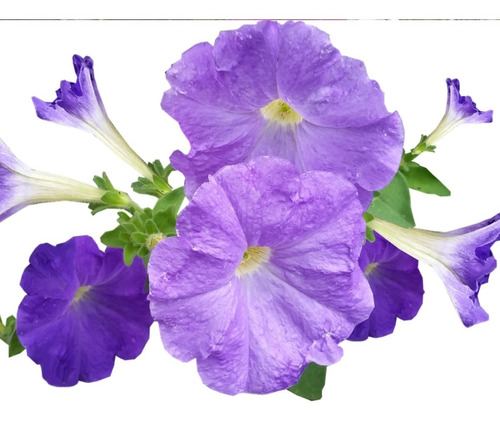 100 Semillas De Flores Petunia Enana Colores Variada | Meses sin intereses