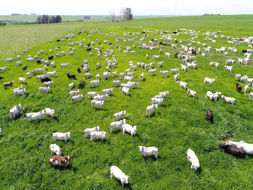 Imagem 25 de 30 de Fazenda 632 Alqueires, Dupla Apetidão, 74% De Aproveitamento, 427 Alqueires Em Lavoura, 40 Alqueires Em Pecuária, Topografia Plana, Casa Sede - Fa00031 - 69832504