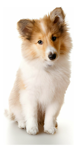 Cachorros Pastor Shetland Con Registro Perros Sheltie