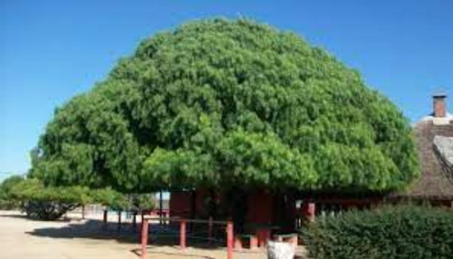 Imagen 2 de 10 de Aguaribay Arbol Autóctono - Hermoso - E. Gratis Caba Y Gba