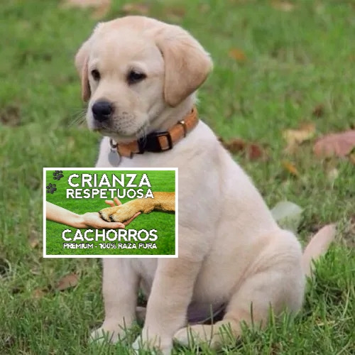 Hermosos Labrador Puros Con Obra Social 12 Meses + Cert