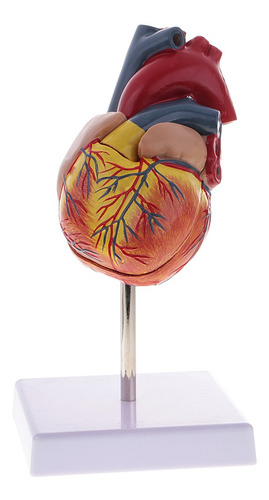Imagen 1 de 4 de 1: 1 Estatua De Corazón Humano Herramienta De Aprendizaje
