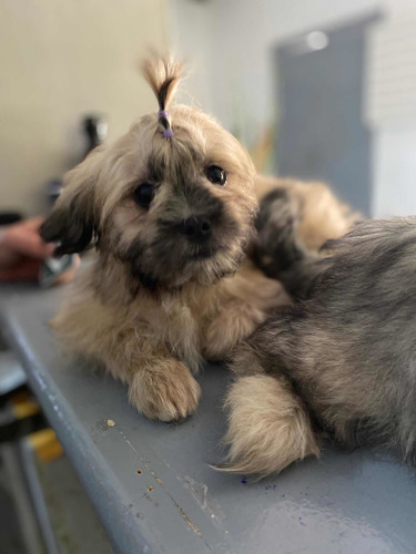 Imagem 3 de 3 de Filhotes De Lhasa Apso Disponíveis.