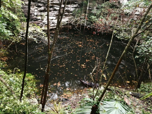 Imagen 4 de 13 de Terreno Con Cenote Al Descubierto A 25 Minutos De Valladolid