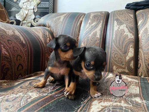 Imagen 2 de 5 de Espectaculares Pincher Bolsillero Mascotas Rionegro