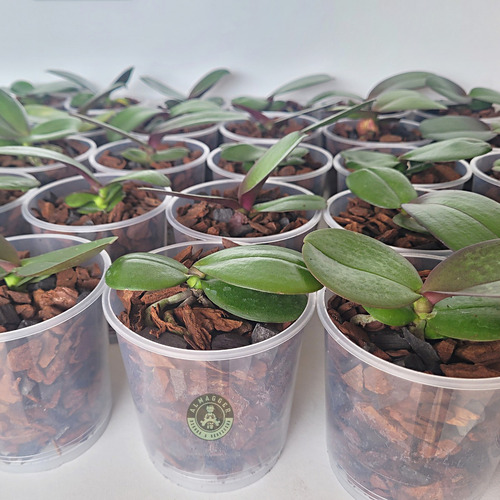 Orquídea Phalaenopsis Baby (x Unidad)