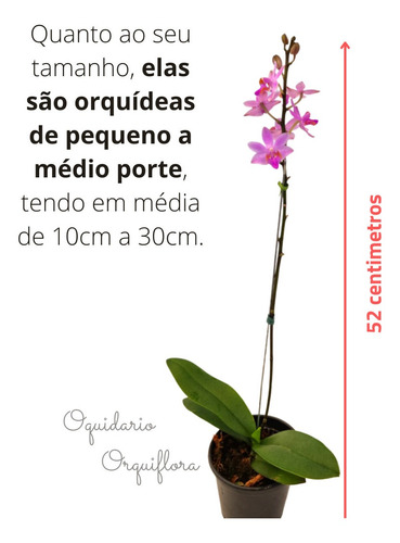 Orquídea Phalaenopsis Doritaenopsis Doritis/planta/adulta | Parcelamento  sem juros