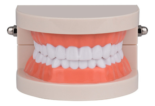 Modelo De Dientes De Tamaño Real 1: 1 Para Dentista