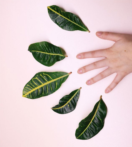 Imagen 4 de 4 de Removedor Natural Organics