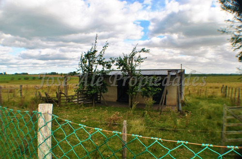 Imagen 7 de 14 de En Venta Campo De 137 Ha Colonia Del Sacramento