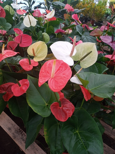 Anturio Anthurium Special - H E R M O S A