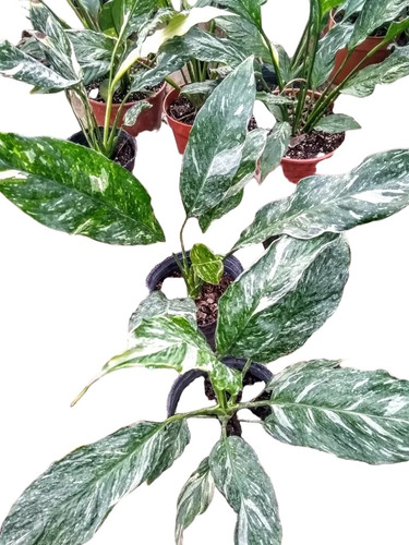 Spathiphyllum Marmolado - Planta De Interior - Maceta N° 12