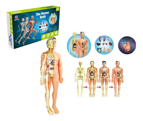 A Modelo 3d De Anatomía Del Cuerpo Humano, Niños, Plástico