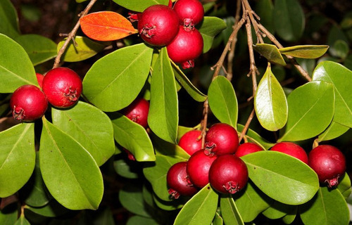 Guayaba Japonesa Rojo (original)