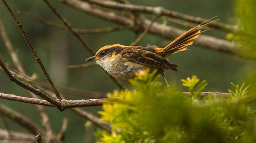 Alerce De Camahueto