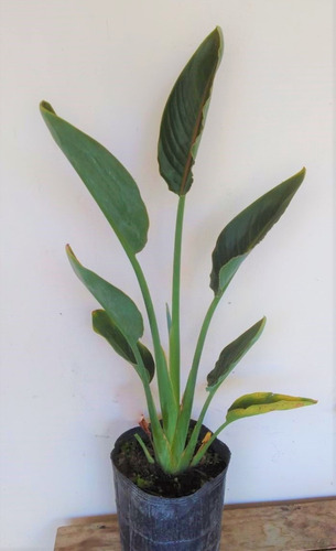 Strelitzia Reginae (flor Naranja)-7lts- Envíos Al Interior | MercadoLibre