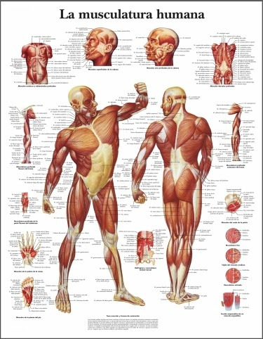 Anatomía - Músculos Del Cuerpo Humano - Poster 100x78 Cm.