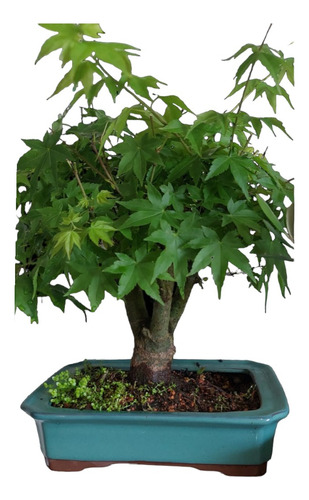 Acer Palmatum Com O Vaso De Porcelana