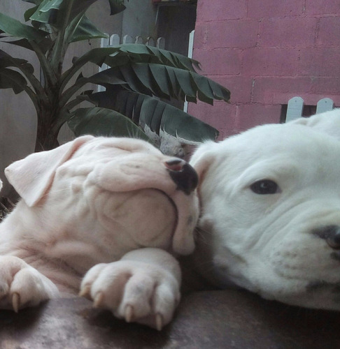 Filhotes De Dogo Argentino