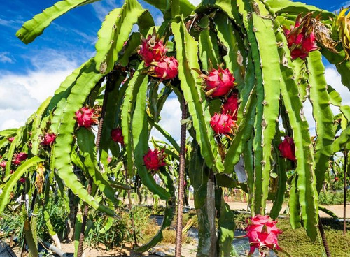 Planta De Pitahaya O Fruta Del Dragón
