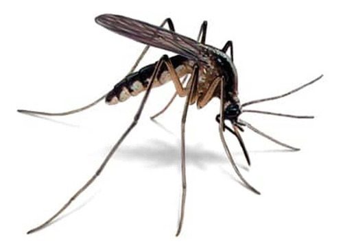 Imagen 1 de 10 de Kit 5 Un. Repelente Mosquitos Ultrasonido Antialergico 220 V