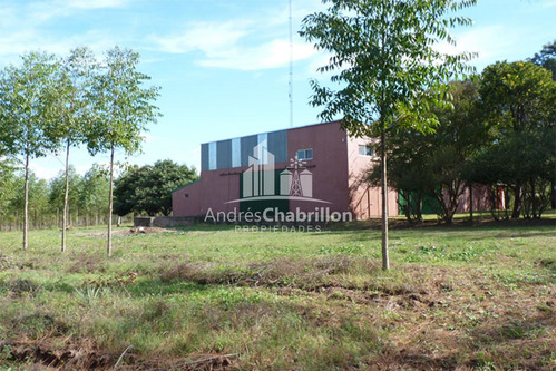 Imagen 6 de 18 de Forestación Eucaliptus En Concordia