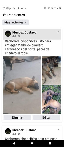 Cachorros 