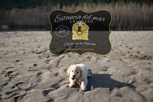 Venga A Ver Los Golden Retriever Mas Buscados De Argentina