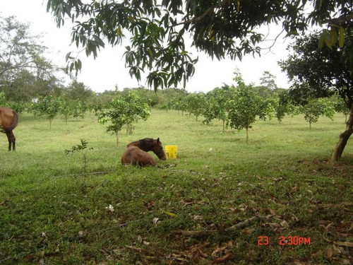 Imagen 3 de 9 de Finca En Venta Tinaco Cojedes