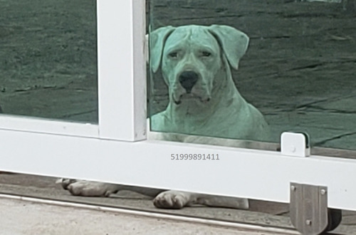 Fêmea Adulta De Dogo Argetinto Pedigree Cbkc-fci