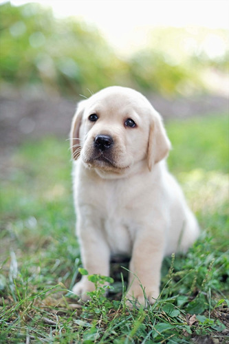 Cachorros Labrador Hembra 