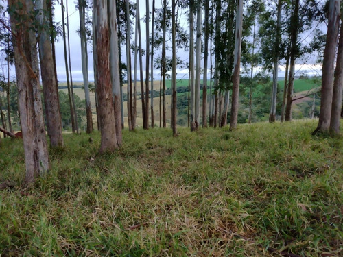 Imagem 2 de 16 de Sítio Com 3.8 Alqueires Com Casa Simples Terra Vermelha 5 Km Do Asfalto Água Corrente No Fundo Do Sítio, Oportunidade... Custo Benefício... Valor : 295 Mil Município De Itapetini - Ch00089 - 695779