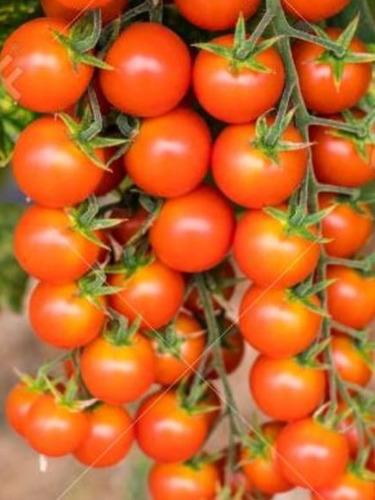 Semillas Varías Para Huerta.perejil Liso, Cilantro, Tómate.