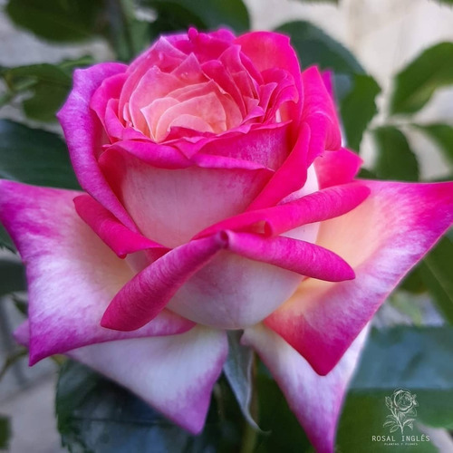 Planta Rosal Rosa Inglesa Kordes Perfecta