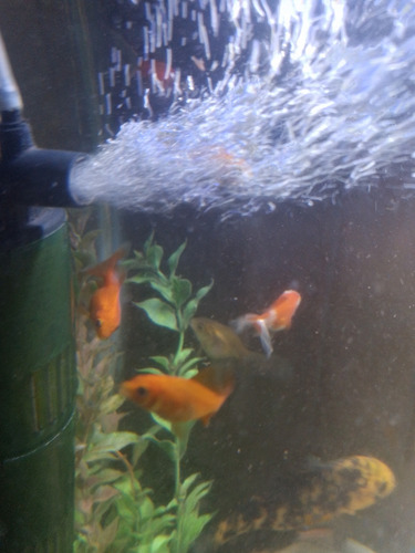 Peces De Agua Fria Shubunkin Cometas Y Goldfish De 2cm Varios