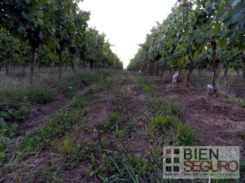 Chacra De 11 Hás, Con Bodega Y Viñedos, En Venta Próximo A Toledo