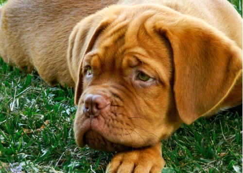 Cachorro Dogo De Burdeos Linea De Registro Padres Importados