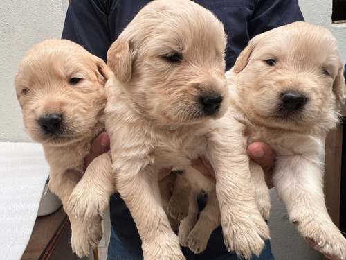 Cachorros Golden Retriever Vip Macho Y Hembra Hembras Y Machos